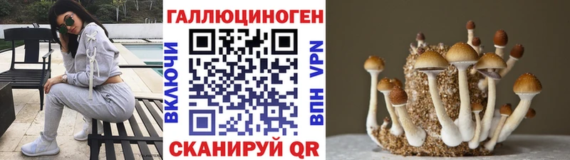где купить   KRAKEN зеркало  Псилоцибиновые грибы Psilocybine cubensis  Дрезна 